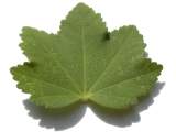 leaf (upperside)