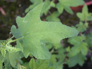 Lavatera olbia 'Eyecatcher', leaf