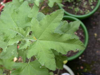 Lavatera olbia 'Eyecatcher', leaf