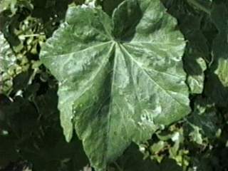 Lavatera arborea 'Variegata', leaf