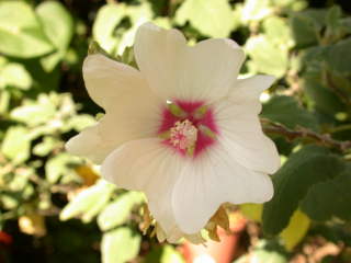 Lavatera 'Lisanne', flower