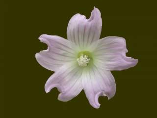Lavatera plebeia, flower