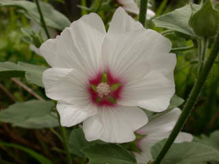 Lavatera 'Blushing Bride', flower