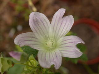 Lavatera plebeia, flower