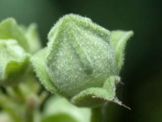 Lavatera plebeia, flower bud