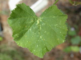 Lavatera plebeia, leaf