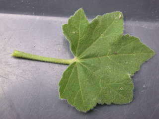 Lavatera arborea 'Variegata', leaf with petiole