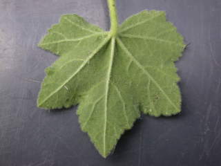 Lavatera arborea 'Variegata', leaf (under side)