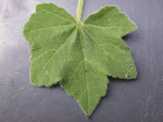 Lavatera arborea 'Variegata', leaf (upper side)