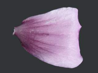 Lavatera arborea 'Variegata', petal (under side)