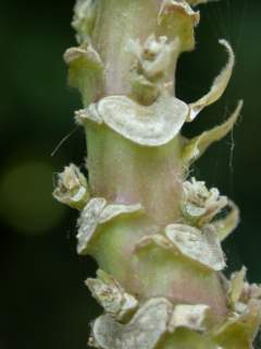 Lavatera arborea 'Variegata', section of stem showing leaf and stipule scars