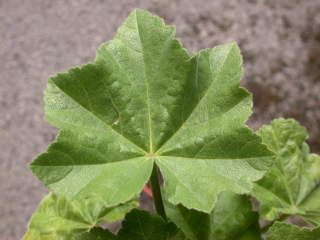 Lavatera arborea, leaf