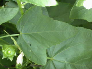 Lavatera trimestris 'White Cherub', intermediate leaf