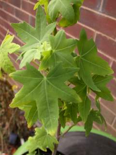 Lavatera acerifolia, foliage