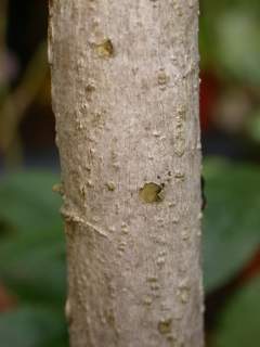 Lavatera arborea 'Variegata', section of stem towards base