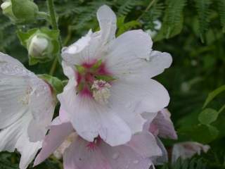 Lavatera 'Barnsley', flower