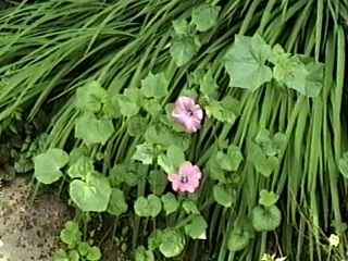 Lavatera trimestris 'Loveliness', in flower