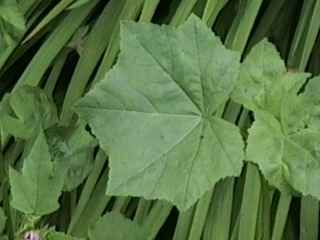 Lavatera trimestris 'Loveliness', leaf