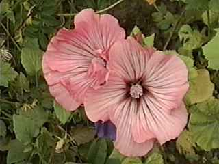 Lavatera trimestris 'Rose Beauty', flowers