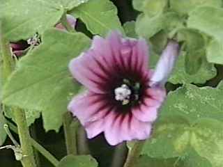 Lavatera arborea, flower