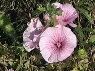 Lavatera trimestris 'Pink Beauty', flowers