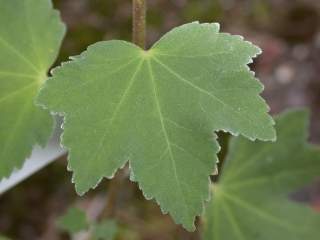 Lavatera maritima, leaf