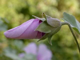 Lavatera maritima,urfurling flower bud