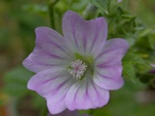 Lavatera cretica, flower