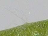 section of petiole, with hair