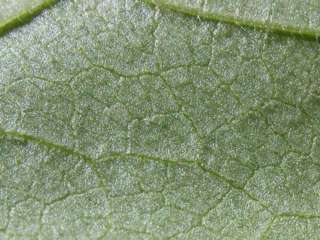 Lavatera mauritanica, section of leaf