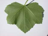 leaf, under side