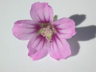 Lavatera mauritanica, flower