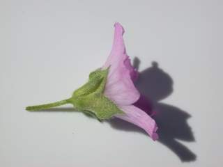 Lavatera mauritanica, flower