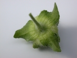 Lavatera cretica, calyx and epicalyx of fruit
