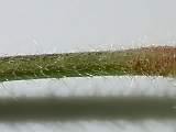 Lavatera cretica, section of petiole