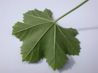 Lavatera cretica, leaf (underside)
