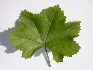 Lavatera cretica, leaf (upperside)
