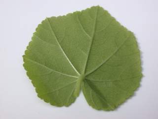 Lavatera trimestris 'Loveliness', leaf (underside)
