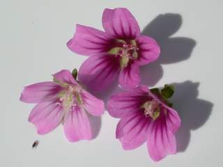 Lavatera mauritanica, flowers