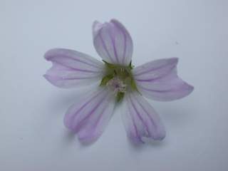 Lavatera cretica, flower
