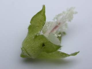 Lavatera trimestris 'Loveliness', calyx (epicalyx removed)