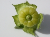 Lavatera cretica, calyx and epicalyx of fruit