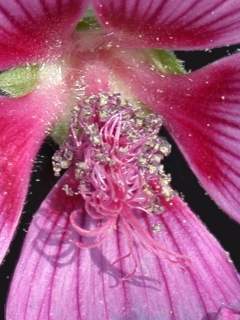 Lavatera olbia 'Eyecatcher', eye of flower