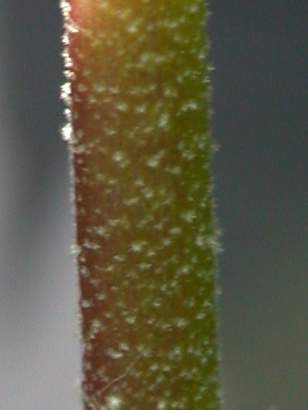 Lavatera maritima,section of stem