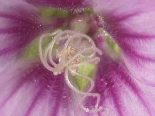 Lavatera mauritanica, eye of flower