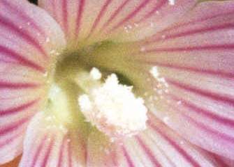 Lavatera plebeia, eye of flower