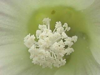 Lavatera plebeia, eye of flower