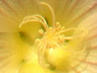 stamens and styles