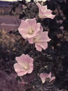 Lavatera plebeia, flowers