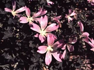 Lavatera plebeia, flowers
